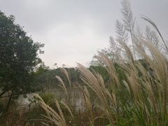 -梁鸿国家湿地公园