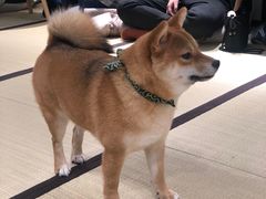 -逗柴咖啡屋·狗咖猫咖宠物桌游