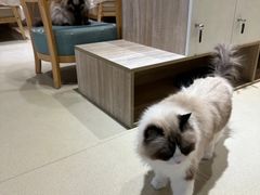 -藏猫猫咖啡主题馆(中央大道店)