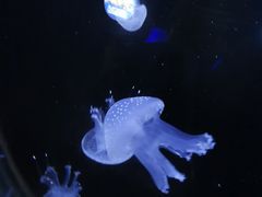-青岛海底世界-水族馆