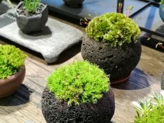 -植觉