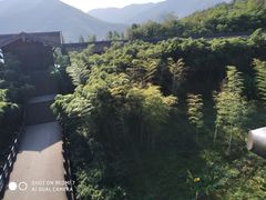-大唐贡茶院