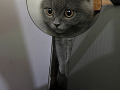 -lincat·猫舍(广州店)