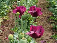 -国家植物园南园