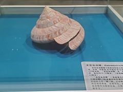 -青岛贝壳博物馆