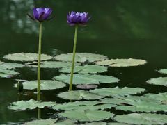 -国家植物园南园