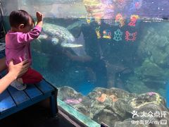 -烟台海昌鲸鲨海洋公园