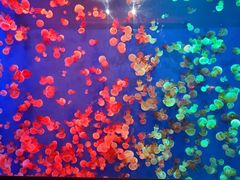 -成都浩海立方海洋公园