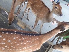 -鹿境梅花鹿生态园区