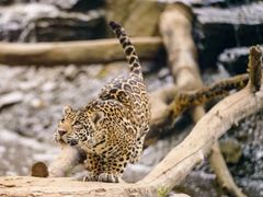 -北京野生动物园