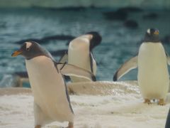 -珠海长隆海洋王国
