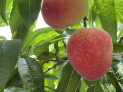 -老袁家蜜桃农场·阳山水蜜桃