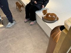 -飞行喵MR PILOT|猫舍·猫咖(静安大融城店)