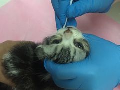 -北京观赏动物医院·24小时大型综合·猫专科·异宠专科