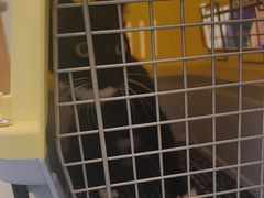 -瑞派·关忠动物医院·猫专科·犬专科(三环新城店)