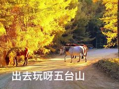 -五台山风景名胜区