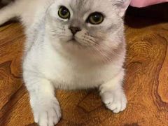 -佳怡动物医院·平价24小时·猫专科骨外科