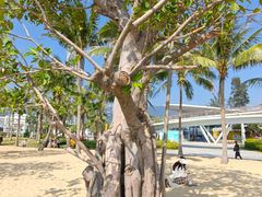 -大梅沙海滨公园