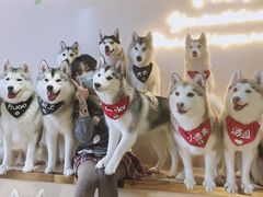 -Husky Go! 哈士奇体验馆·宠物咖啡厅狗咖