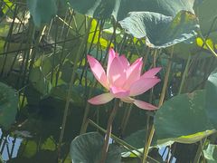 -飞来湖湿地公园