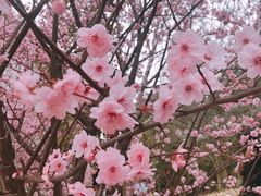-武汉大学-樱园