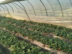 -胜丰草莓采摘园