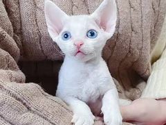 -十年猫舍·猫咪专门店(普陀店)