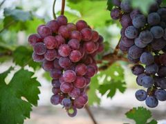 -麦园农庄·西江河鲜