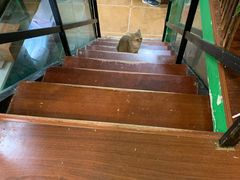 -李小姐の猫咖啡馆(五角场店)