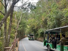 -西双版纳原始森林公园