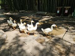 -竹泉村旅游度假区