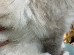 -糯米喵星人·撸猫猫舍咖啡馆(西市场嘉华店)