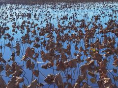 -天津东丽湖风景区