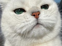 -欣宠猫屋·矮脚拿破仑·蓝金金渐层