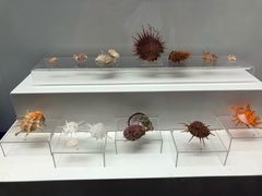 -贝壳王国博物馆
