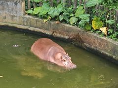 -深圳野生动物园