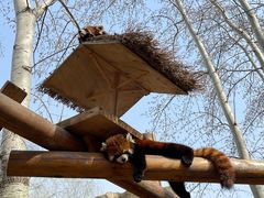 -北京野生动物园