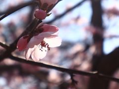 -桃花堤公园