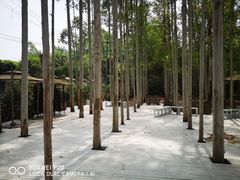 -桉树林A coffee 森林餐厅(三圣乡店)