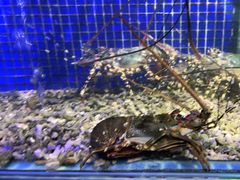 -青蓬蒸汽海鲜·深圳老字号·团建聚会(壹方城店)