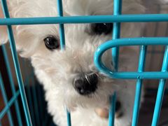 -翊宠yipet猫狗购宠庄园犬舍•猫舍