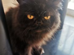 -喵园·猫主题咖啡厅·撸猫·猫咖(国贸店)