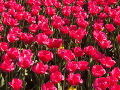 -玄武湖景区-情侣园游乐场