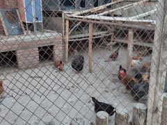 -鱼窝棚柴火铁锅炖(富山屯店)