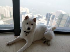 -柴犬小屋·柴餐厅·狗咖食堂(金鼎广场店)