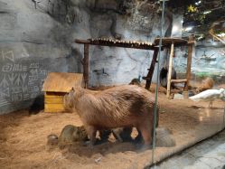 -Zoolung Zoolung动物主题公园(海信广场店)