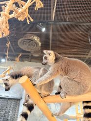 -Zoolung Zoolung动物主题公园(海信广场店)