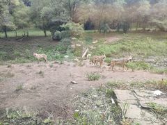-沈阳森林动物园