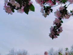 -海棠花溪(元大都城垣遗址公园)