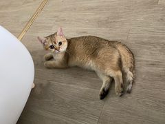 -猫大福·Fortune Cat猫舍(百子湾店)
